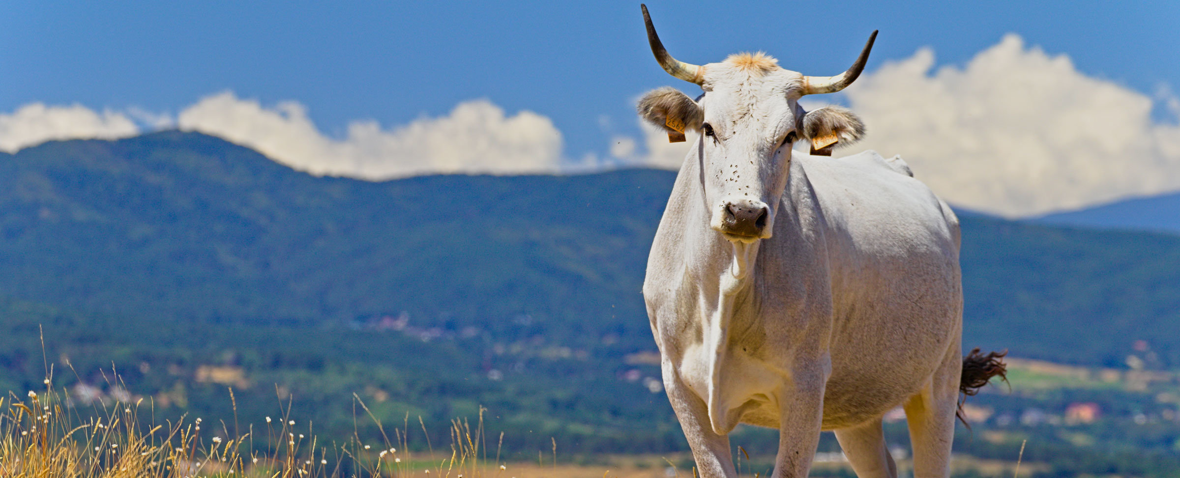 Vacca podolica, col suo latte si lavora il tipico caciocavallo silano